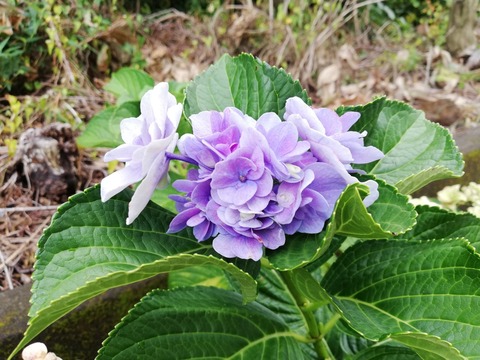 IMG_20180808_143229-1843x1382