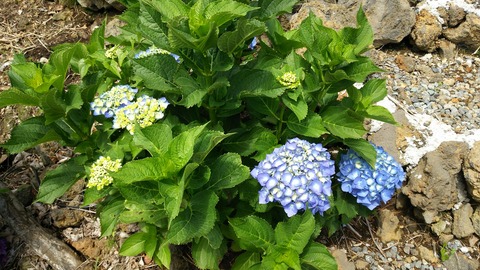 izu20180608-DSC_2124