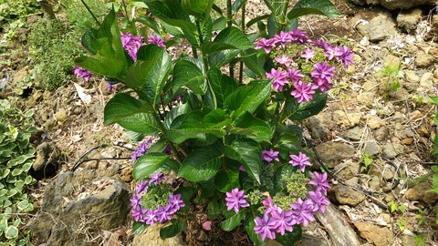 izu20180608-DSC_2125