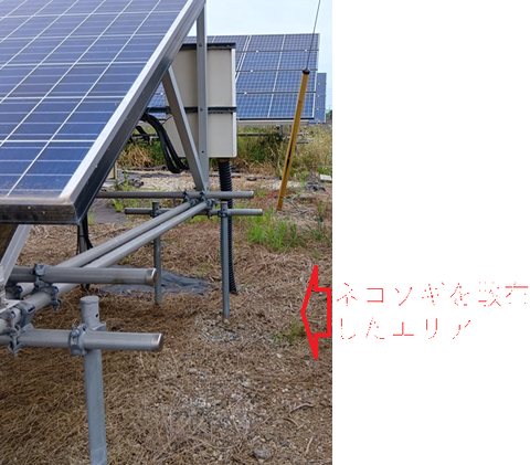 20260610ネコソギ散布結果