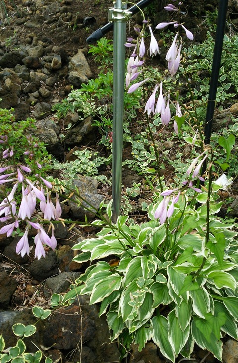 izu20180626-DSC_2316