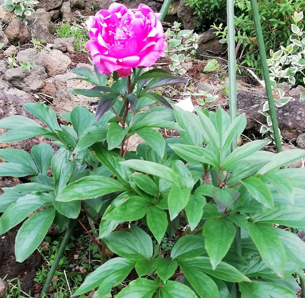 源平小菊 と赤い芍薬 太陽光発電と伊豆高原のブログ 源平小菊 と赤い芍薬 太陽光発電と伊豆高原のブログ