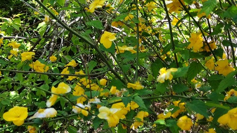 20220423yamabuki132719207