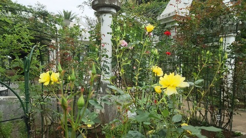 izu20180530-DSC_1987