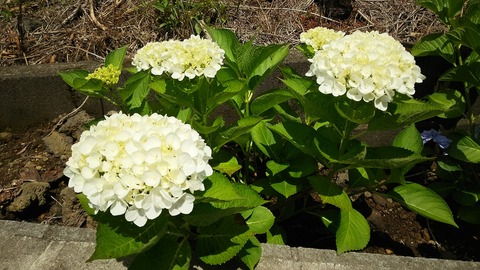 izu20180608-DSC_2116