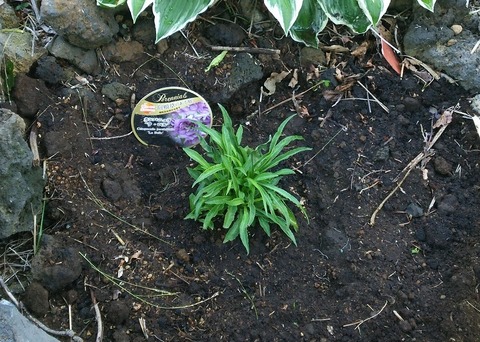 izu20180523-DSC_1928-2