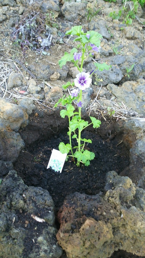izu20180523-DSC_1933