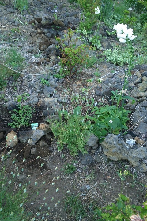 izu20180523-DSC_1935