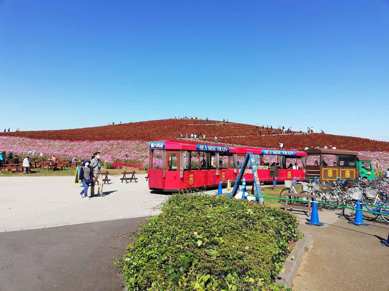 コキアと絶景カフェ ひたち海浜公園 太陽光発電と伊豆高原のブログ