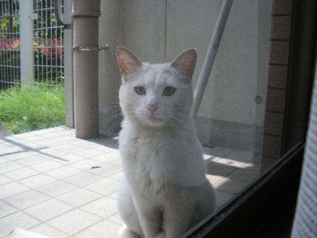 昔の機材の話をしようぜ・その3 RED BOX（Whirlwind） : 四人冗語