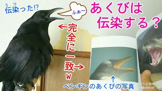 カラス好き必見 癒しを求めるなら ペット記録チャンネル を おもろブログww