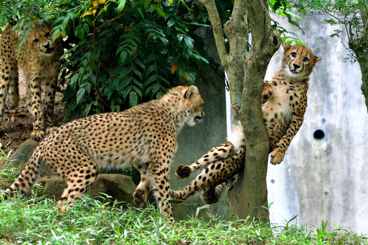 動物 この虎の画像でボケてww おもろブログww 動物 この虎の画像でボケてww おもろブログww