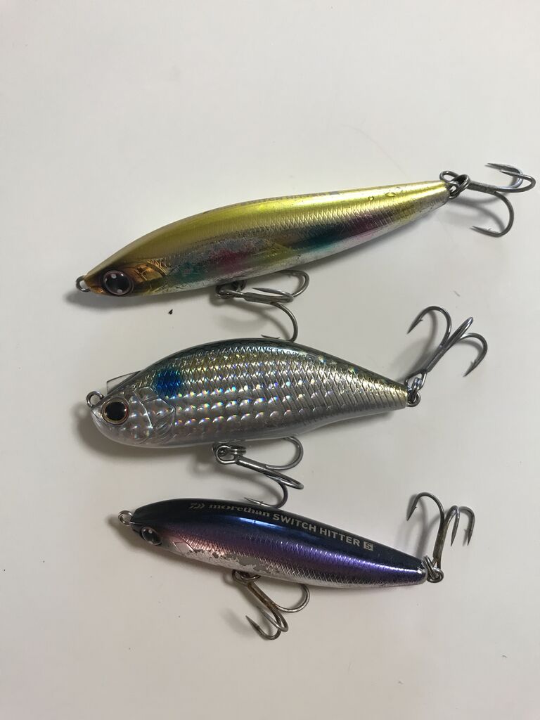 春のデイゲーム ハクパターン攻略 利根川シーバス特攻釣行記