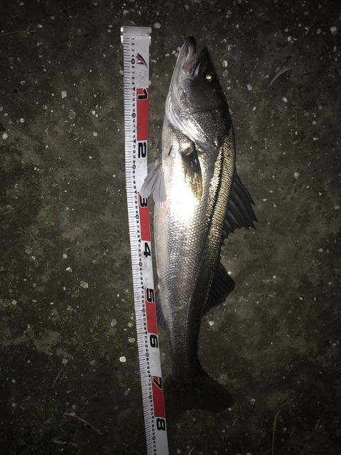 モアザン・ブランジーノEX AGS 97ML/Mインプレその三 : 特攻隊長さんの