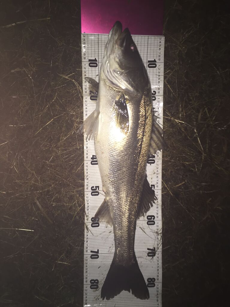 一からシーバス釣りを始めてみる シーバスって魚 利根川シーバス特攻釣行記