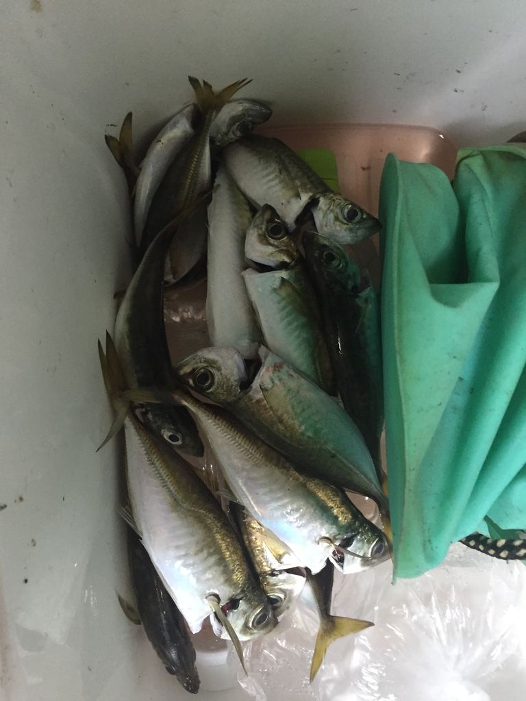 鹿嶋アジング釣行 利根川シーバス特攻釣行記