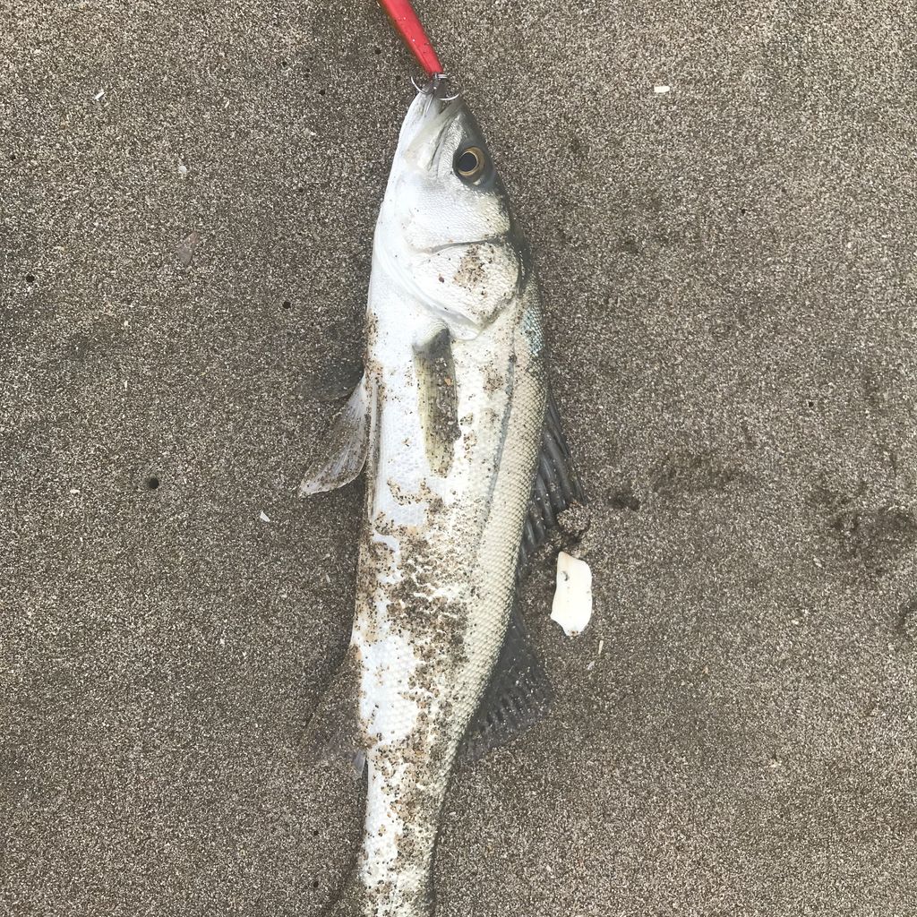 ジャンプライズ 飛びキング105hs 特攻隊長さんの釣行記