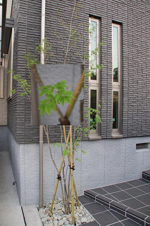 ダインコンクリートのｍｙ ｈｏｍｅ 建築つれづれ Livedoor Blog ブログ