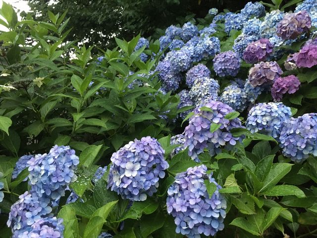 妙楽寺の紫陽花 多摩区の司法書士日記