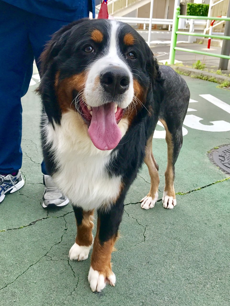 ゴールデンウィークの出張手術 犬の前十字靭帯断裂に対するtplo 藤井寺動物病院 病院日誌