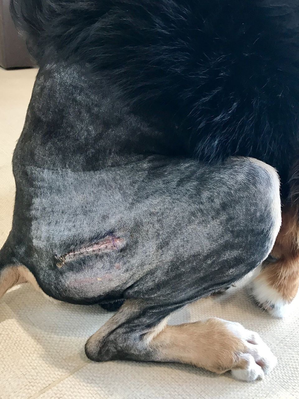 ゴールデンウィークの出張手術 犬の前十字靭帯断裂に対するtplo 藤井寺動物病院 病院日誌