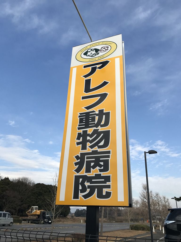 犬の前十字靭帯断裂に対するtplo 出張手術 藤井寺動物病院 病院日誌