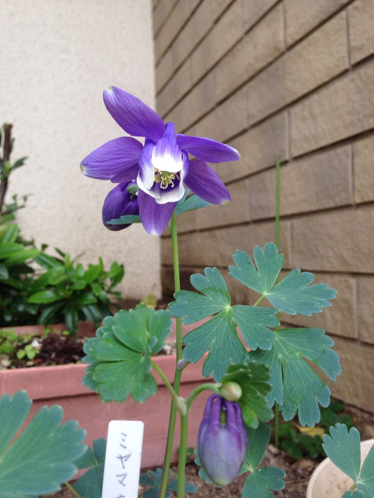 可愛いお花たち15 小さな幸せ 藤井寺動物病院 病院日誌