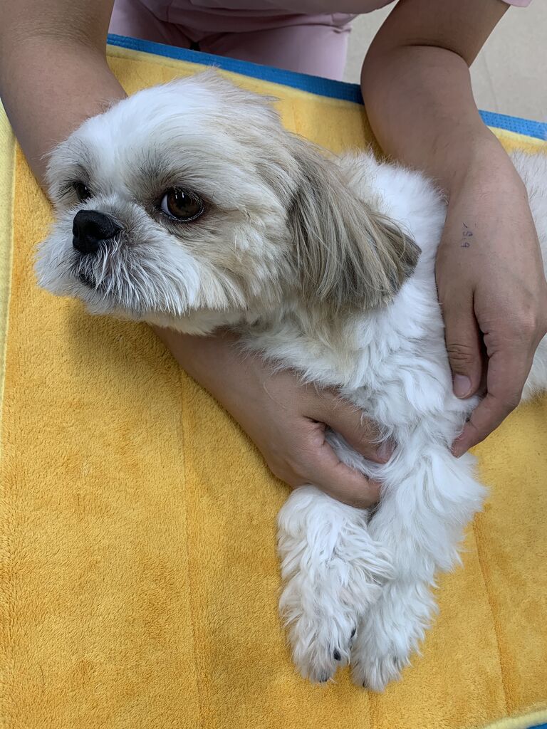 前十字靭帯断裂と膝蓋骨脱臼が併発したシーズーm君 Tplo後のリハビリ 藤井寺動物病院 病院日誌