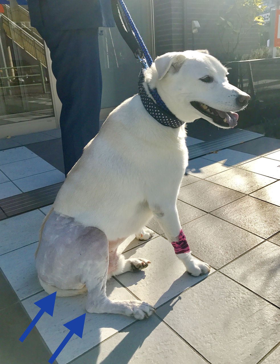 分類 ウィンク 水平 犬 靭帯 手術 Loudmouthcustoms Com 分類 ウィンク 水平 犬 靭帯 手術 Loudmouthcustoms Com