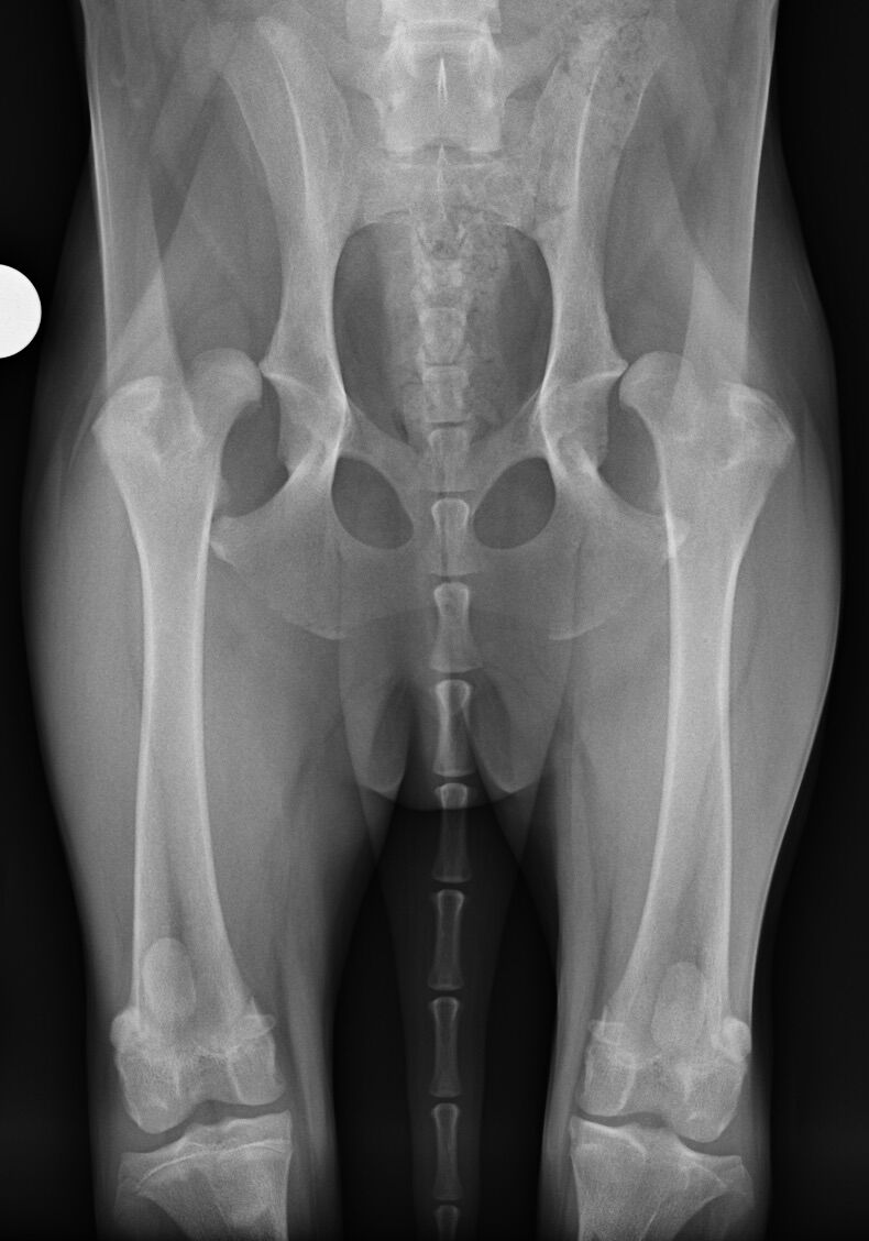 広島県から来院された股関節形成不全のラブラドールの人工関節全