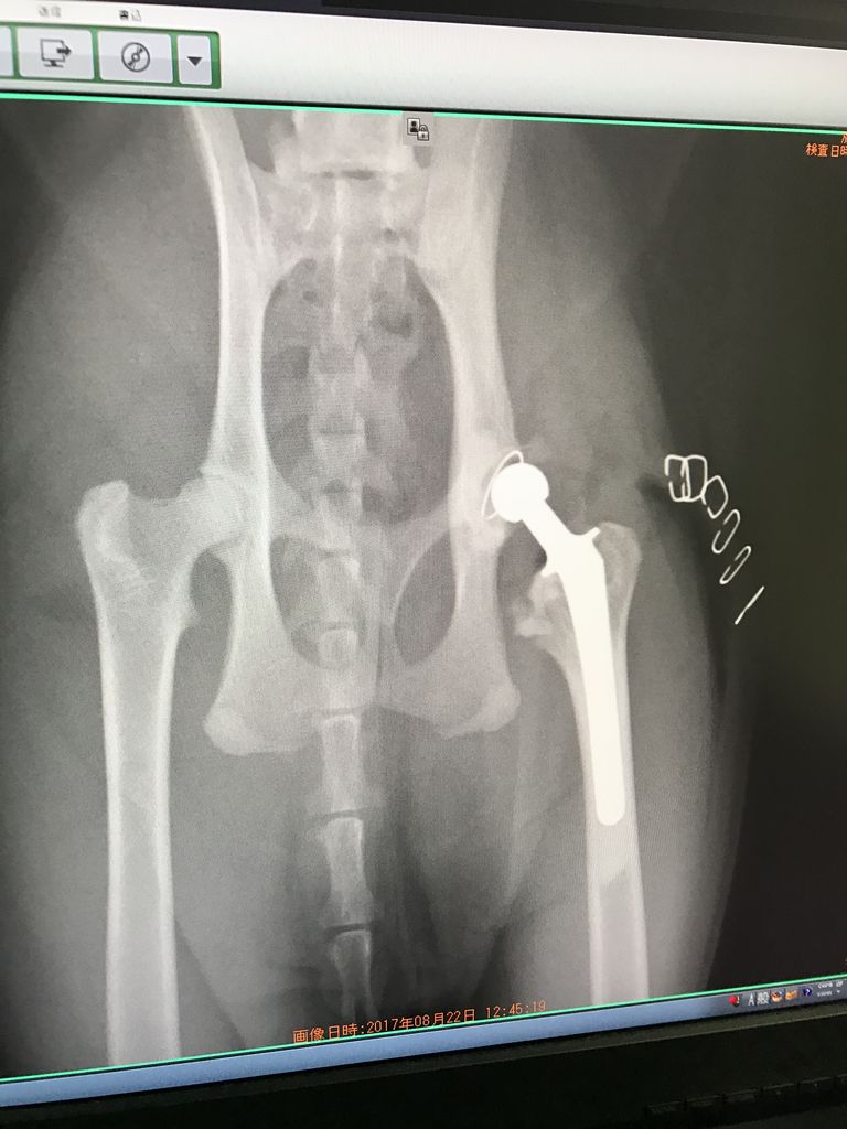 犬 猫の股関節形成不全 骨頭骨折などに対する人工関節全置換術 Thr 藤井寺動物病院 病院日誌 犬 猫の股関節形成不全 骨頭骨折などに対する人工関節全置換術 Thr 藤井寺動物病院 病院日誌