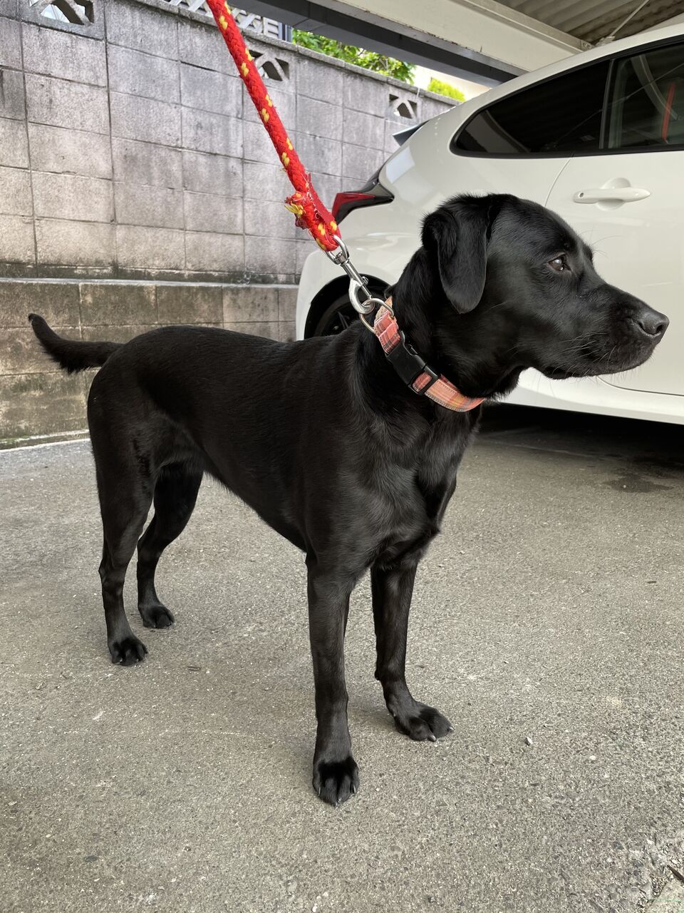 ゴールデンとラブのミックス犬の股関節形成不全に対する股関節全置換術 藤井寺動物病院 病院日誌