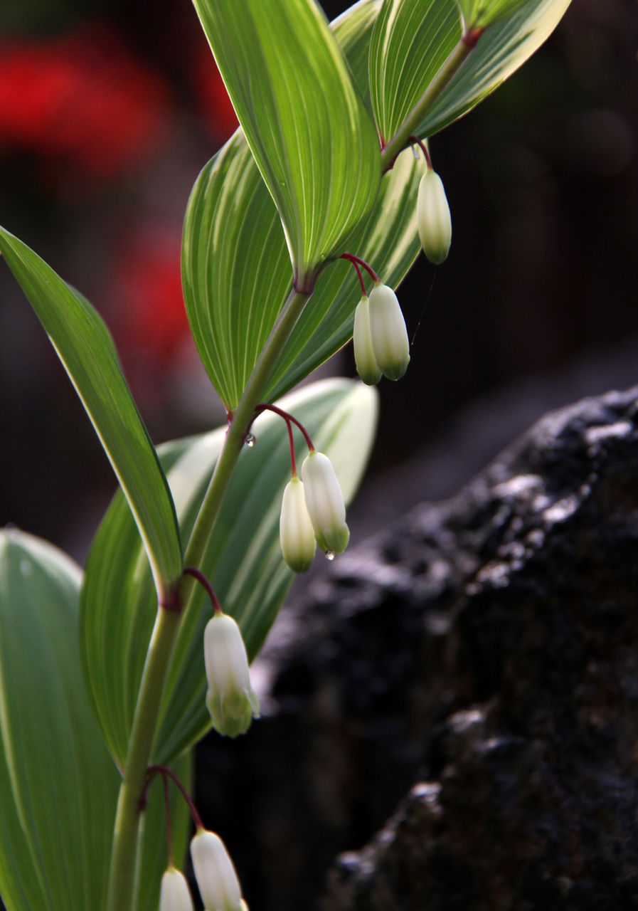 ナルコラン 写真屋のひとりごと