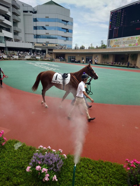 7月31日「トゥインクルレースの日」暑さ対策 馬に冷却ミスト