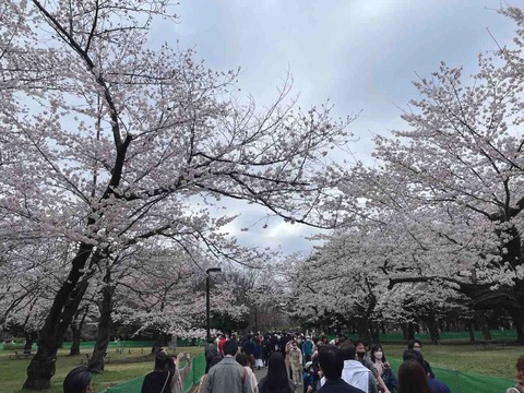 お花見散歩