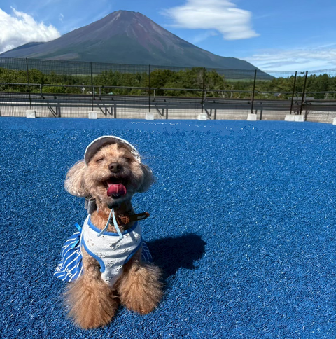 9月26日「くつろぎの日」。「わんちゃんと富士山」そして「半額情報」でくつろぎを。