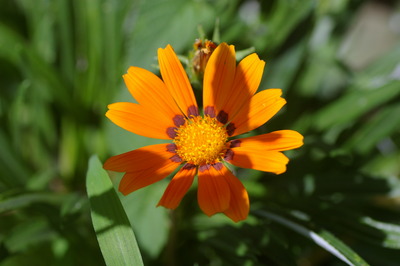 IMGP5945