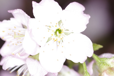 IMGP0322