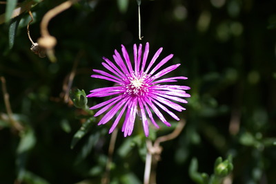 IMGP5779