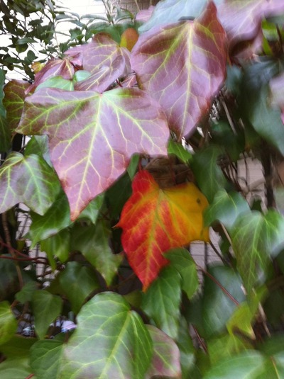 IMG_1060 (2)