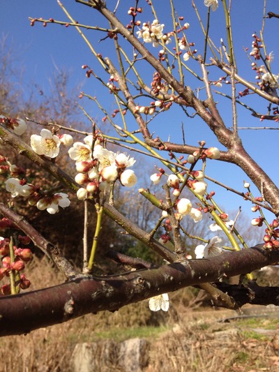 20120315