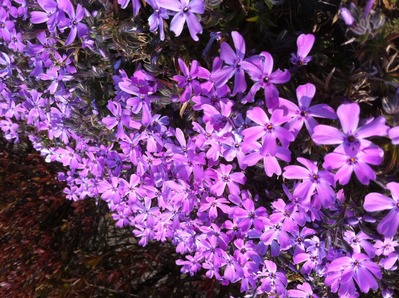 IMG_1035 (2)