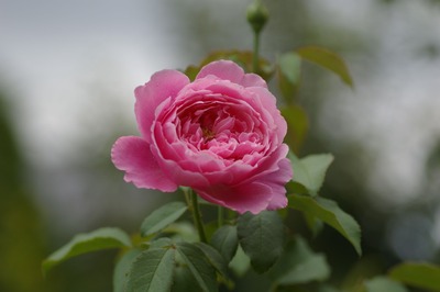 IMGP6320