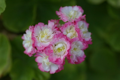 IMGP5927