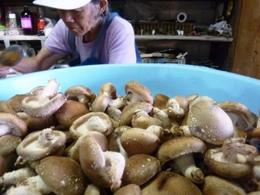 シイタケのヘタをとる