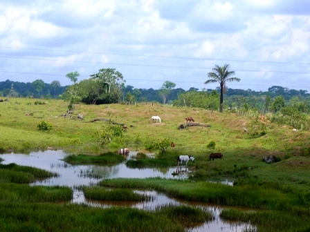 赤道小紀行 藤本ファミリーのアマゾン日記