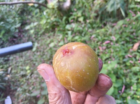 463253609_1609204573339659_224769420975701607_n