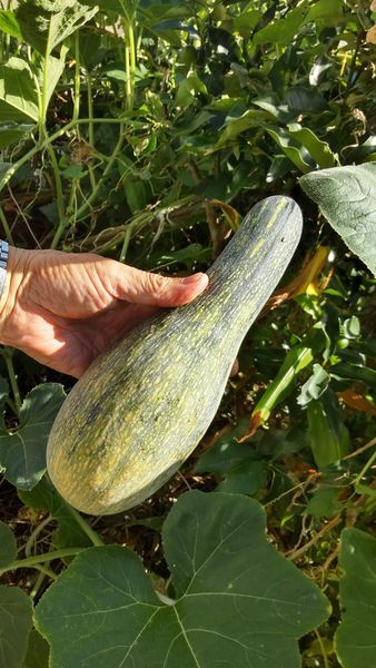 462617759_1603009783959138_413128785756501218_n