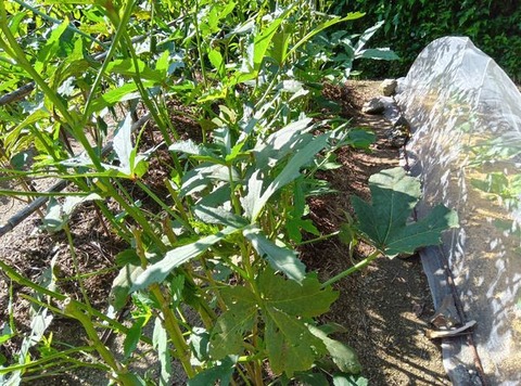 463145035_1606226983637418_6768327592198380509_n