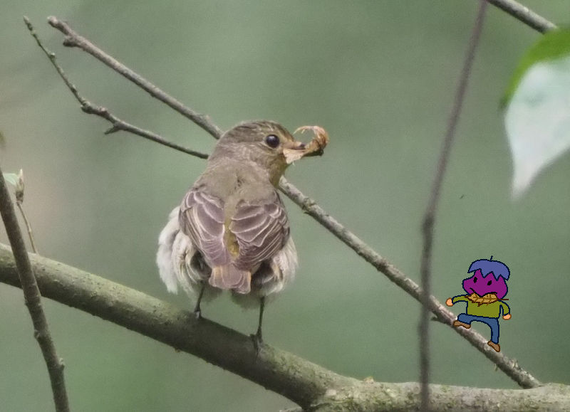 久しぶりの鳥写真 富士鷹なすびのブログ
